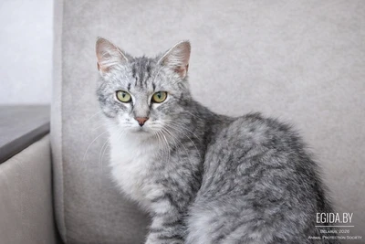 Обнимательный котик