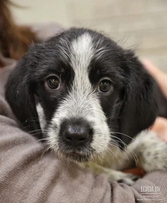 Спаниэлечки помет-два юнца, три девы, вот!