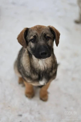 Щенок в дар!