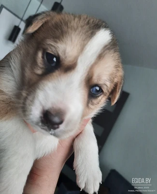 Щеночки ищут хозяев