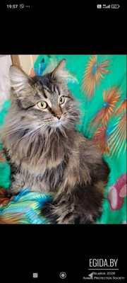 Кошечка мечта! Невероятно красивая АСЯ, очень ласковая и нежная кошка, в поисках семьи