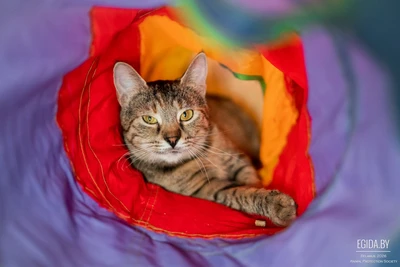 Кошечка Марыся в дар!