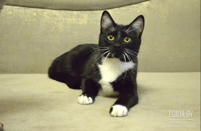 Котёнок Марсель  в добрые руки!