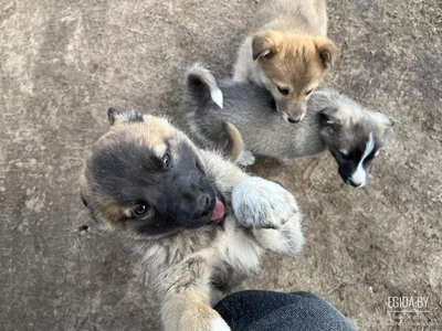 🐾 Трое замечательных щенков ищут добрые руки!