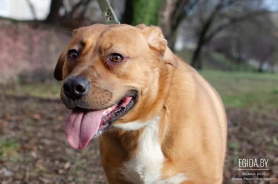 Собака Булочка из Усыпалки в дар!