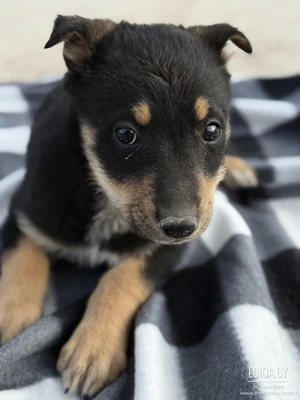 Щенок девочка Молли 2 месяца