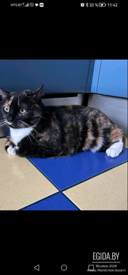 Самая ласковая, яркая красавица Марго, идеальная кошка для семьи