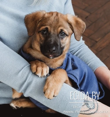 Гарика нашли на стройке, ищем дом