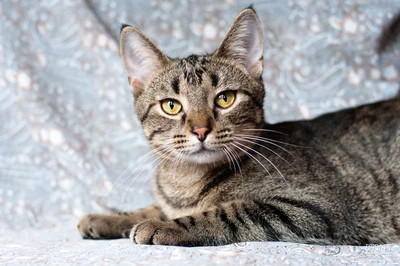 Рассудительный красавчик Юникс