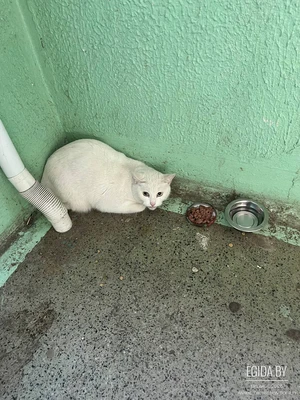 Найдена белая кошка!