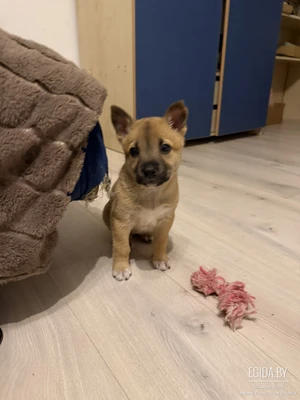 Щенок, щенки в дар, сестренка и братишка