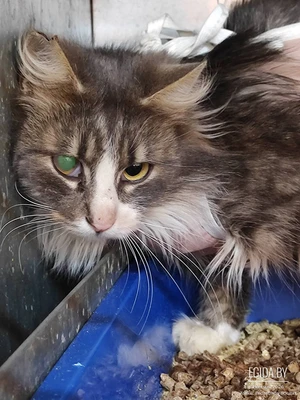 Кошка Маша! Ищет дом! Срочно!