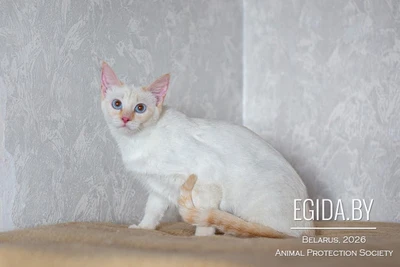 АЛСУ – тайская красотка