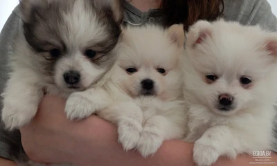 Шпиц девочка и мальчик