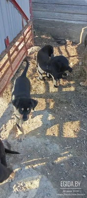 Роскошные щенки овчарки - отдам в добрые руки