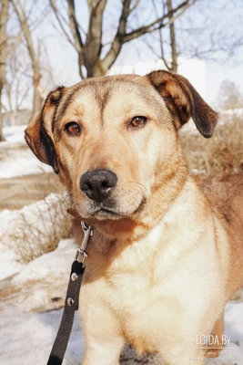 Красота Веста ищет семью!