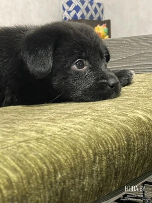 Малышка ищет дом (выбросили у подъезда)