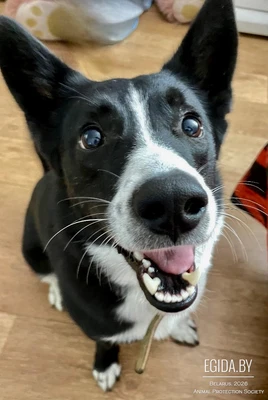 Пёсик ищет новый дом