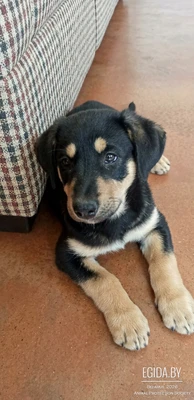 Щенки овчарки