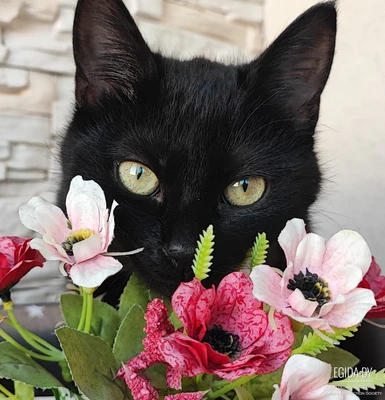 Булочке нужна семья