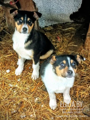 Две щенульки-ляльки в дар