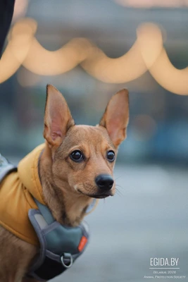 Щенок 7 месяцев в дар