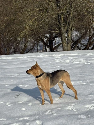 Собака в поисках семьи и дома