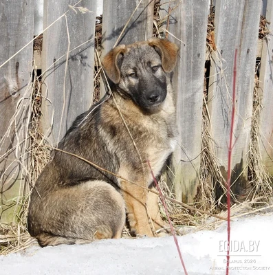 Щенок в дар