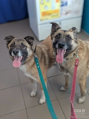 Ищем дом для двух собак