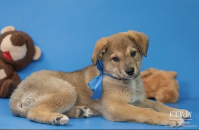 Щенокмвтдар