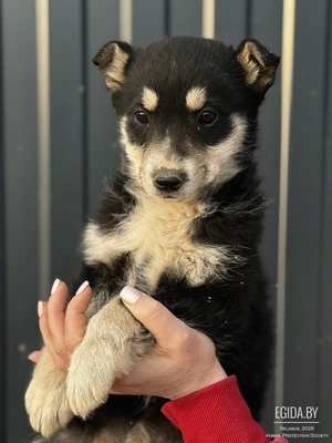 Щенок девочка Луна 2 месяца