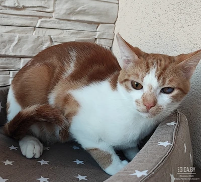 Джинджер в добрые ручки