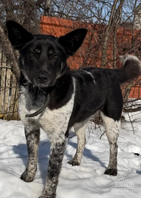 Собачка девочка