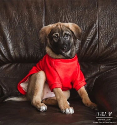 Малибули ходит хвостиком,ищет своего человека