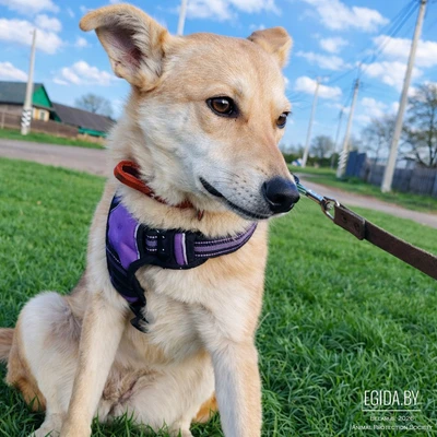 Шая ищет семью.