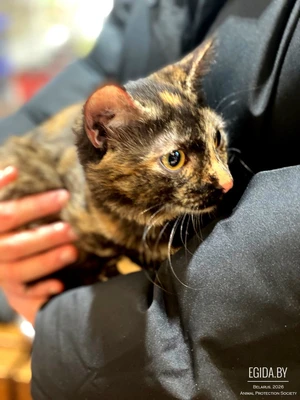 Котенок, кошечка в дар