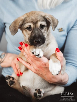 Кроха Кейси мечтает о доме