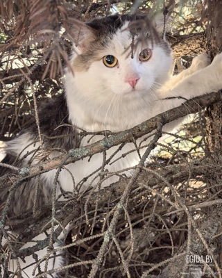 Отдаю в дар