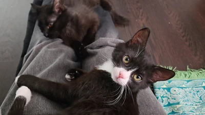 Котенок ищет дом