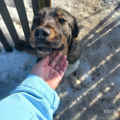 Ищет дом классная собака