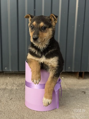 Щенок девочка Грейс 2 месяца