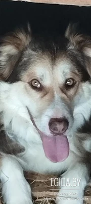 Джулия-потрясающая собака с зелёными глазами, добрая, умная в поисках любящей семьи