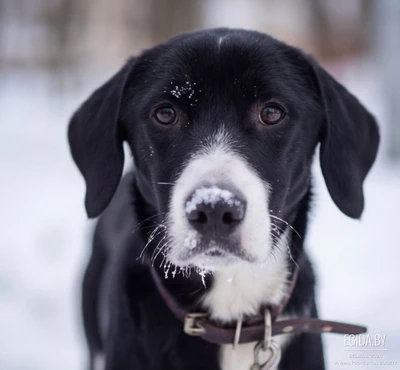 Гоша ищет дом