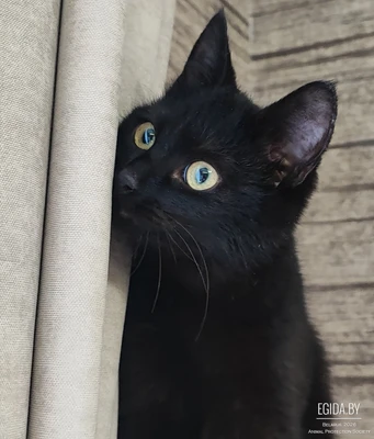 Булочка в добрые ручки