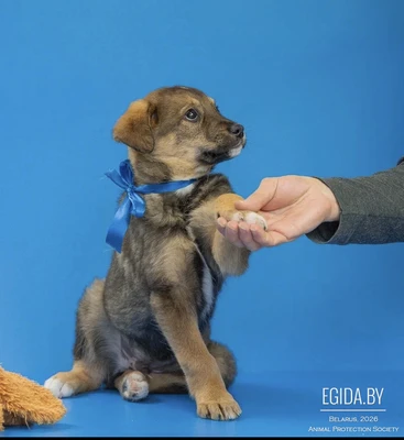 Щенок в дар!