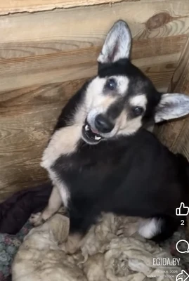 Грозит усыпление!!!!