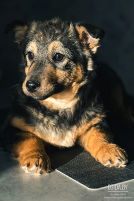 Энни ищет дом