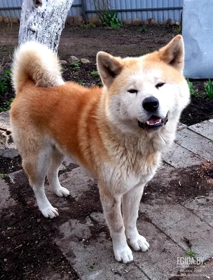 Акита в дар