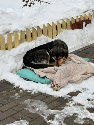 Нужна передержка или дом собаке с выбитым глазом! Sos!