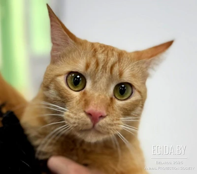 Котенок, котик рыжик в дар